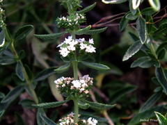 Lippia turbinata