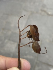 Grevillea robusta