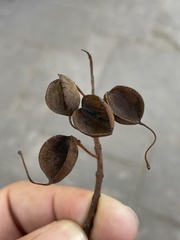 Grevillea robusta
