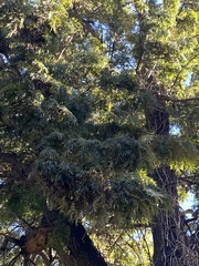 Grevillea robusta