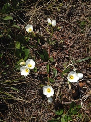 Claytonia acutifolia