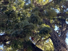 Grevillea robusta