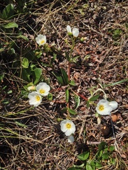 Claytonia acutifolia
