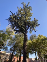 Grevillea robusta