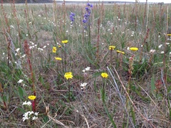 Tephroseris integrifolia atropurpurea
