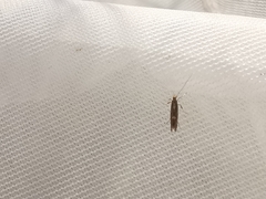 Calybites phasianipennella