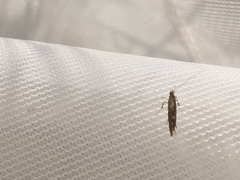 Calybites phasianipennella