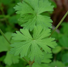 Geranium asphodeloides