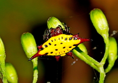 Gasteracantha sauteri