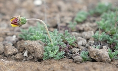 Ursinia montana