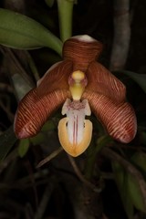 Arachnis cathcartii