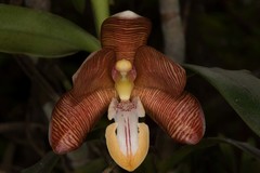 Arachnis cathcartii