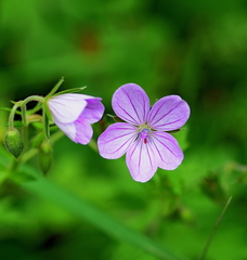 Geranium asphodeloides