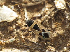 Xanthochilus saturnius