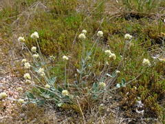 Pfaffia gnaphalioides