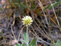 Pfaffia gnaphalioides