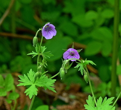 Geranium asphodeloides