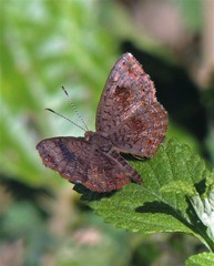 Calephelis aymaran