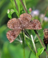 Calephelis aymaran