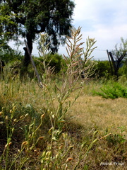 Exhalimolobos weddellii