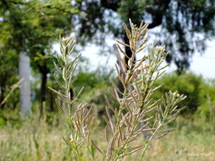 Exhalimolobos weddellii