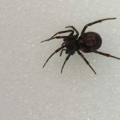 Steatoda