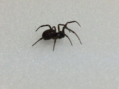Steatoda