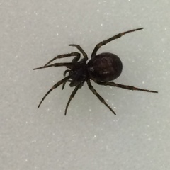 Steatoda