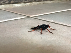 Proagonistes