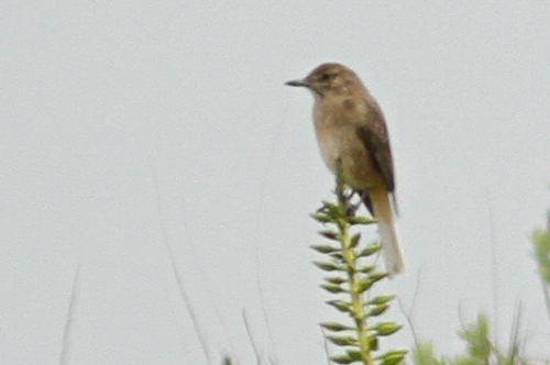 Agriornis albicauda