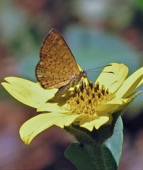 Calephelis aymaran