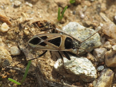 Xanthochilus saturnius