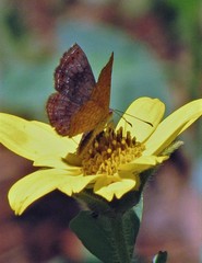Calephelis aymaran