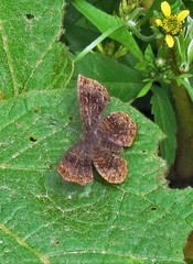 Calephelis aymaran