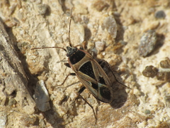 Xanthochilus saturnius