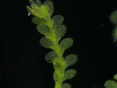 Lejeunea cavifolia