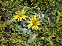 Haplocarpha schimperi