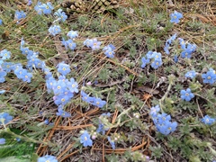 Eritrichium sericeum