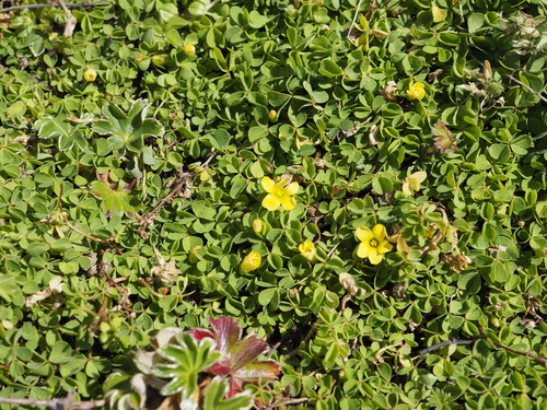 Creeping Woodsorrel