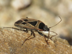 Xanthochilus saturnius