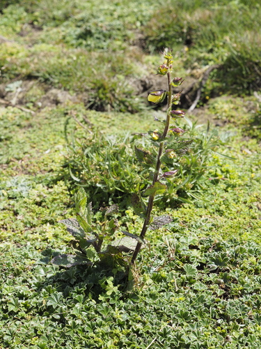 Verbascum scrophulariifolium