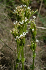 Sebaea spathulata