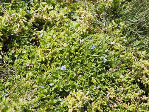 Veronica glandulosa