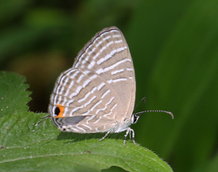 Jamides celeno celeno