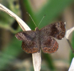Calephelis aymaran