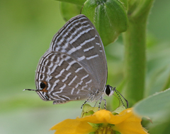 Jamides celeno celeno