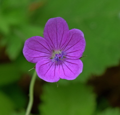 Geranium asphodeloides