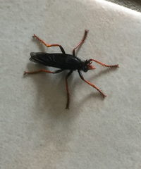 Proagonistes