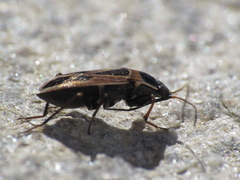 Xanthochilus saturnius