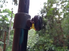 Micrathena crassispina